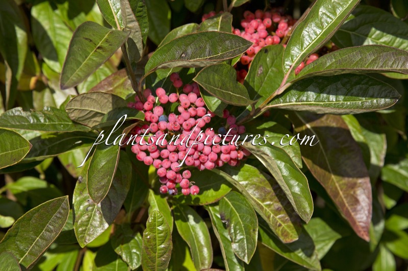 Viburnum nudum