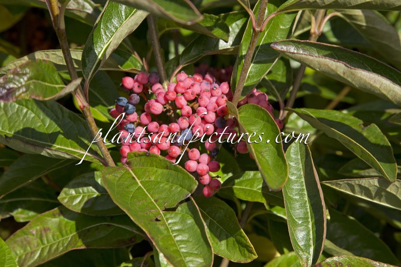 Viburnum nudum