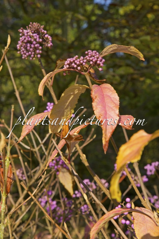 Callicarpa dichotoma