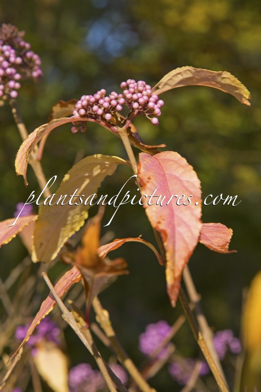 Callicarpa dichotoma
