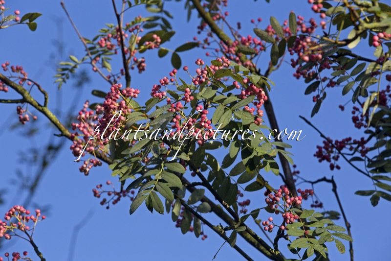 Sorbus pseudohupehensis
