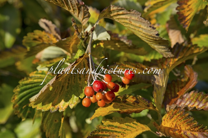 Sorbus japonica