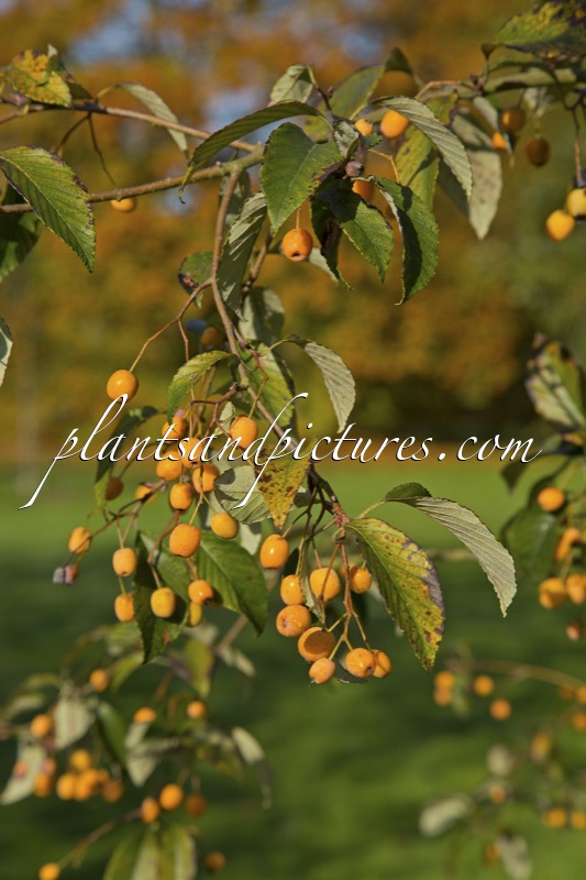 Sorbus folgneri ‘Lemon Drop’