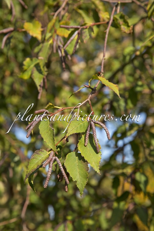 Betula albosinensis ‘Chinese Garden’