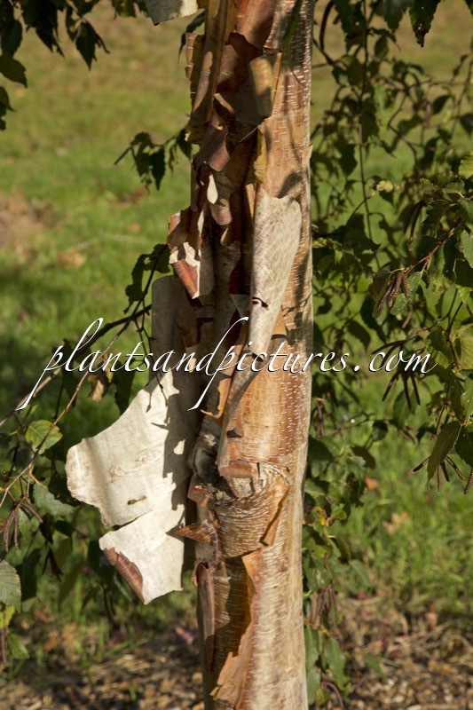 Betula albosinensis ‘Chinese Garden’