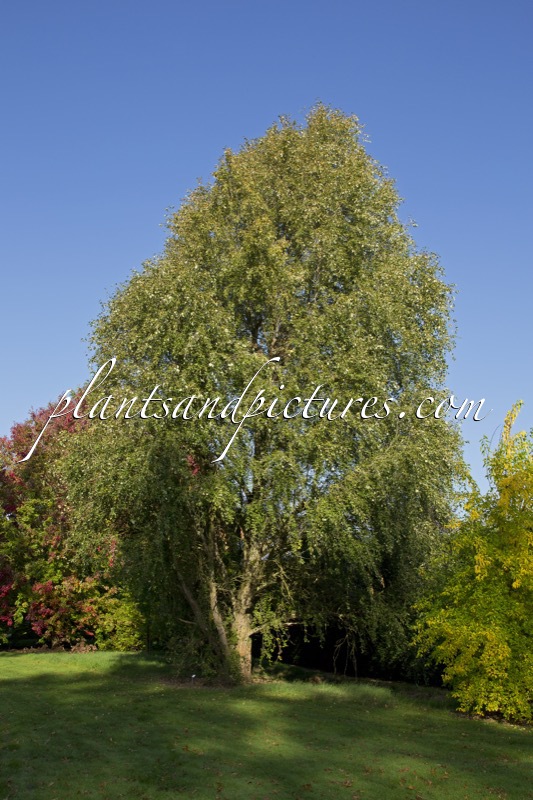 Populus simonii ‘Fastigiata’