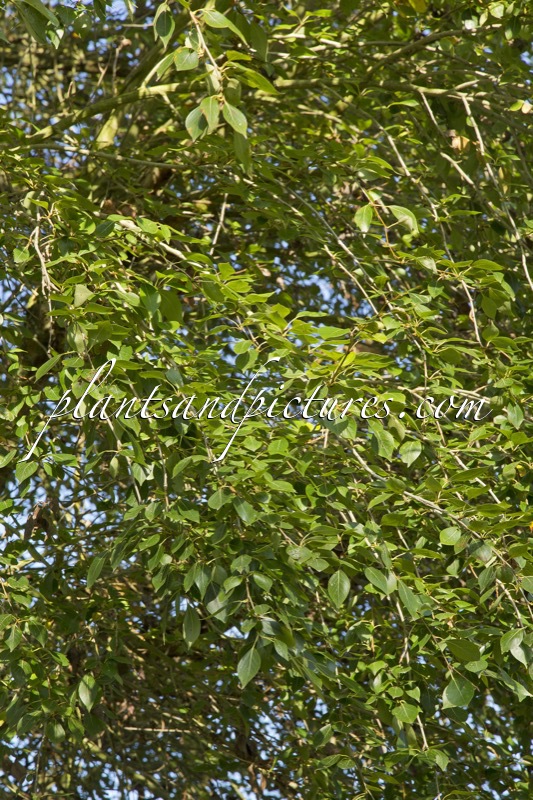 Populus simonii ‘Fastigiata’