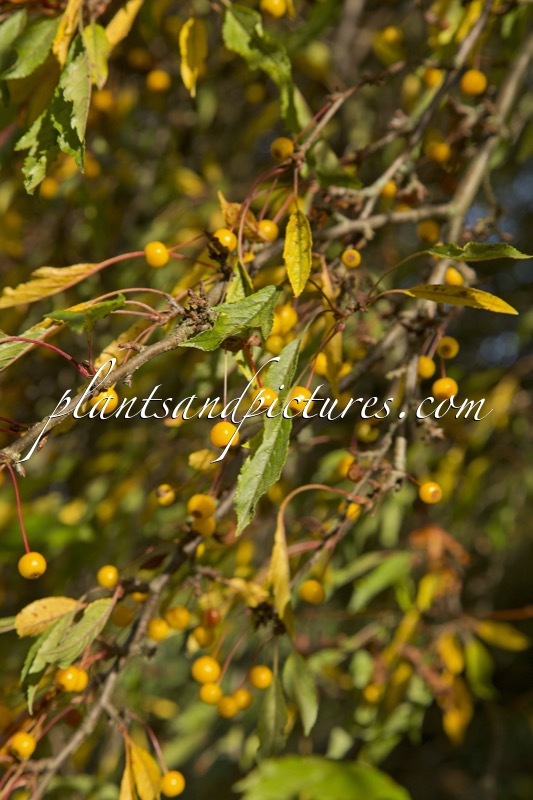 Malus transitoria