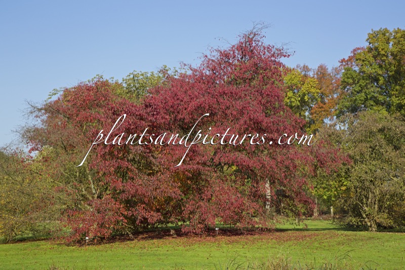 Prunus serrulata ‘Autumn Glory’