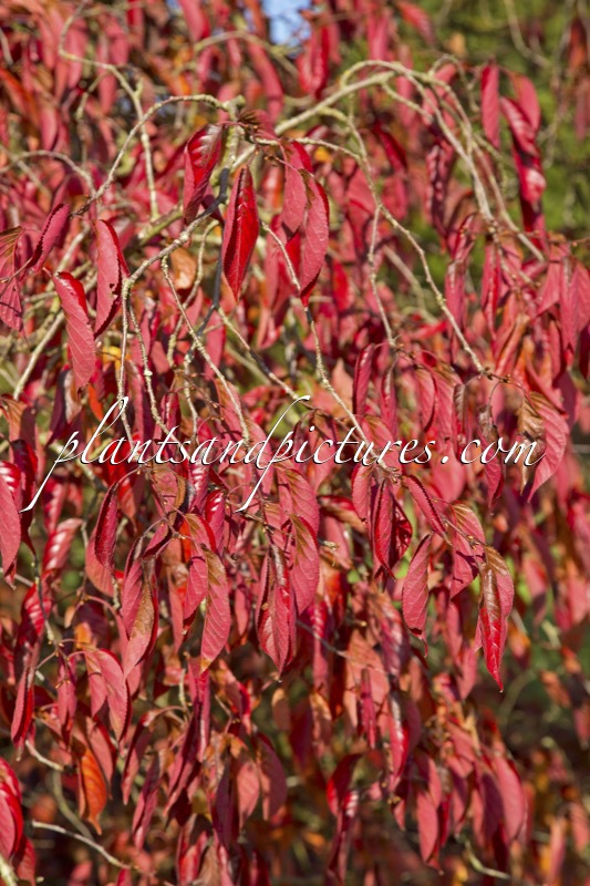 Prunus serrulata ‘Autumn Glory’