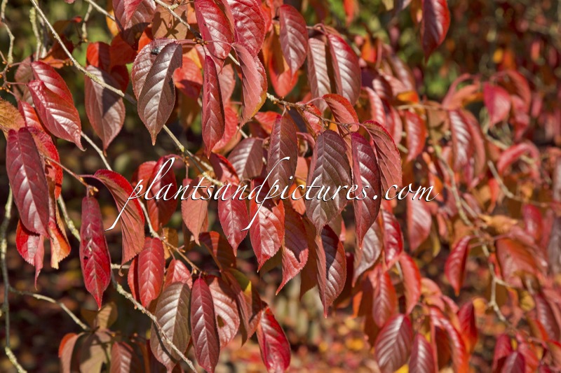 Prunus serrulata ‘Autumn Glory’