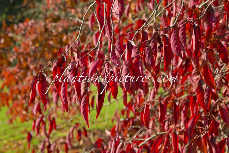 Prunus serrulata ‘Autumn Glory’