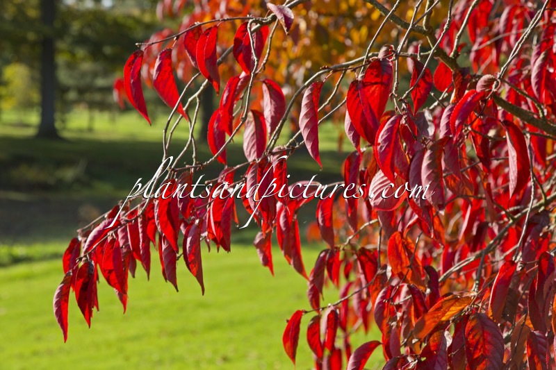 Prunus serrulata ‘Autumn Glory’