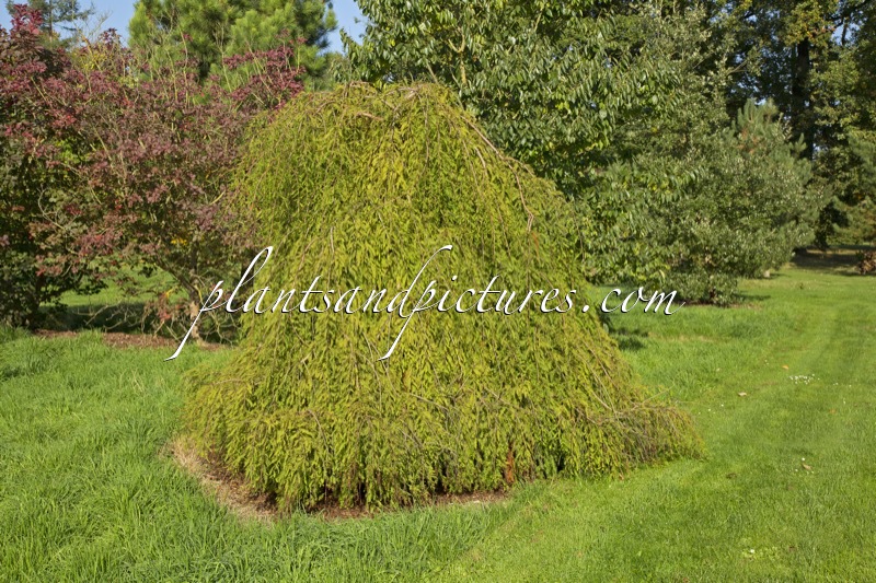 Taxodium distichum ‘Cascade Falls’