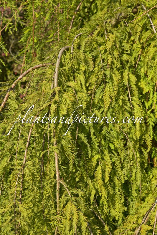 Taxodium distichum ‘Cascade Falls’