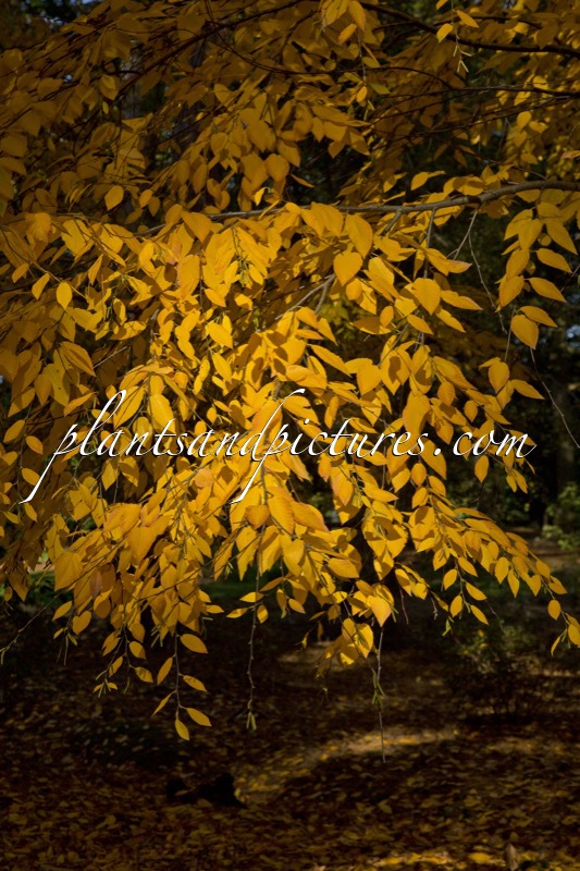 Betula lenta