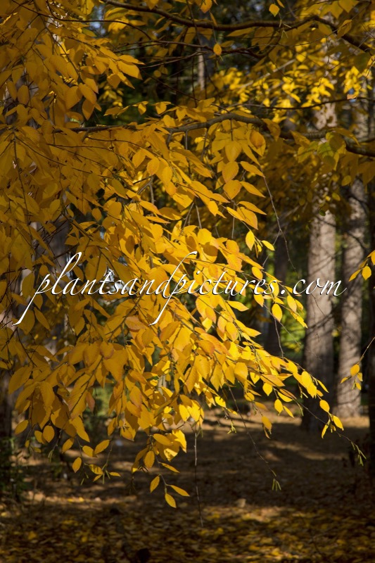 Betula lenta