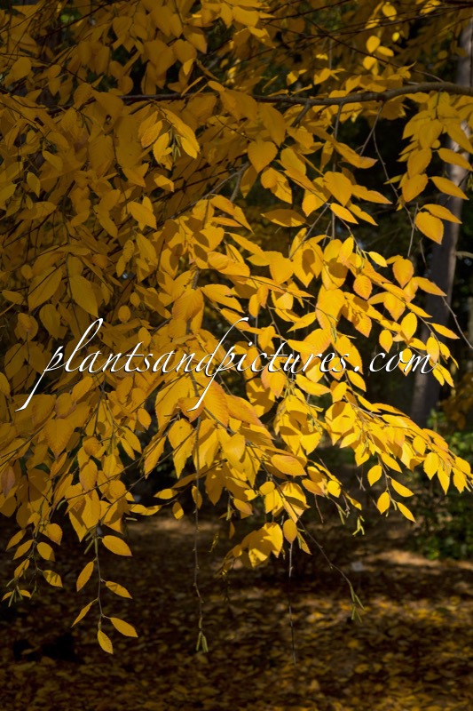 Betula lenta