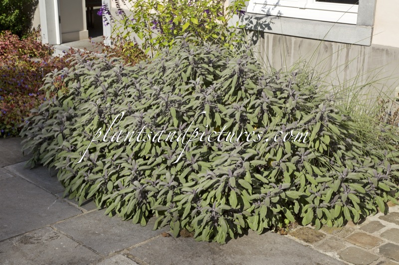 Salvia officinalis ‘Purpurascens’