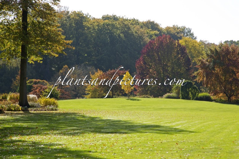 Arboretum Wespelaar
