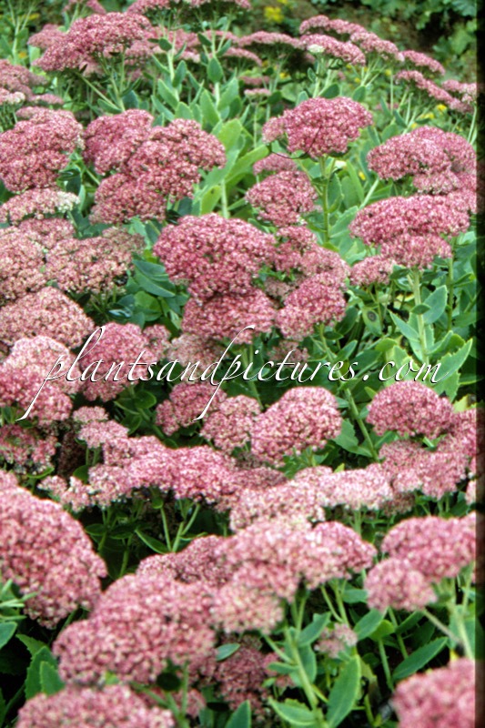 Sedum spectabile