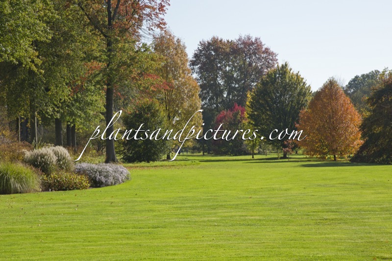 Arboretum Wespelaar