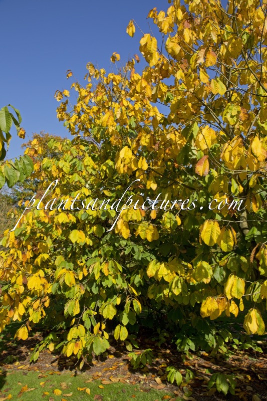 Asimina triloba