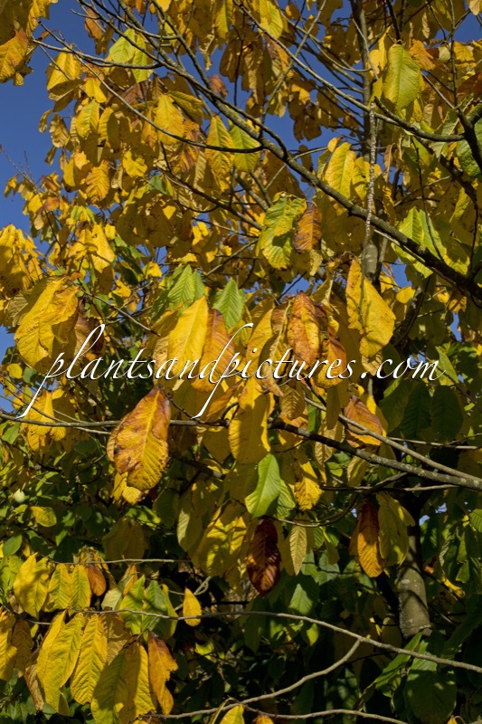 Asimina triloba