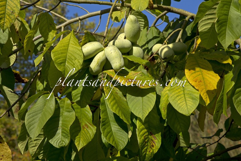 Asimina triloba