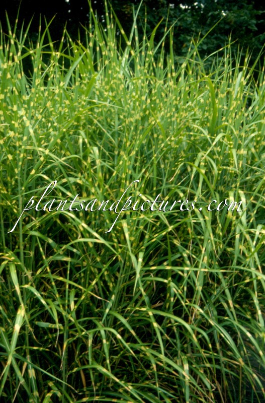 Miscanthus sinensis ‘Zebrinus’