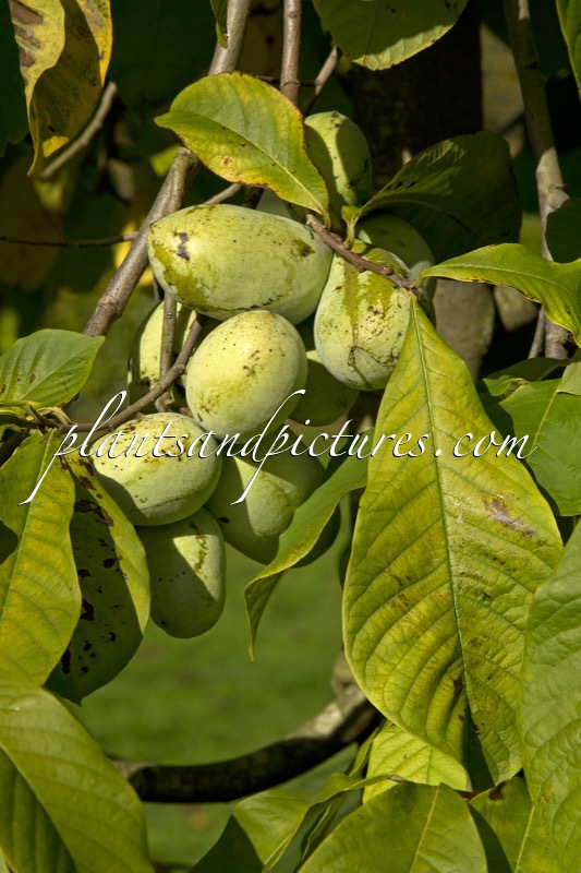 Asimina triloba