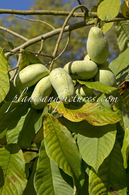 Asimina triloba