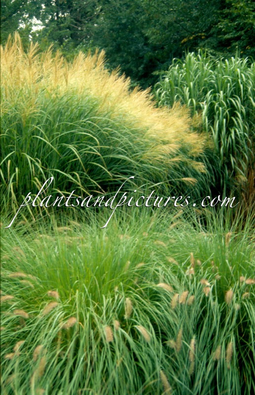 Miscanthus sinensis