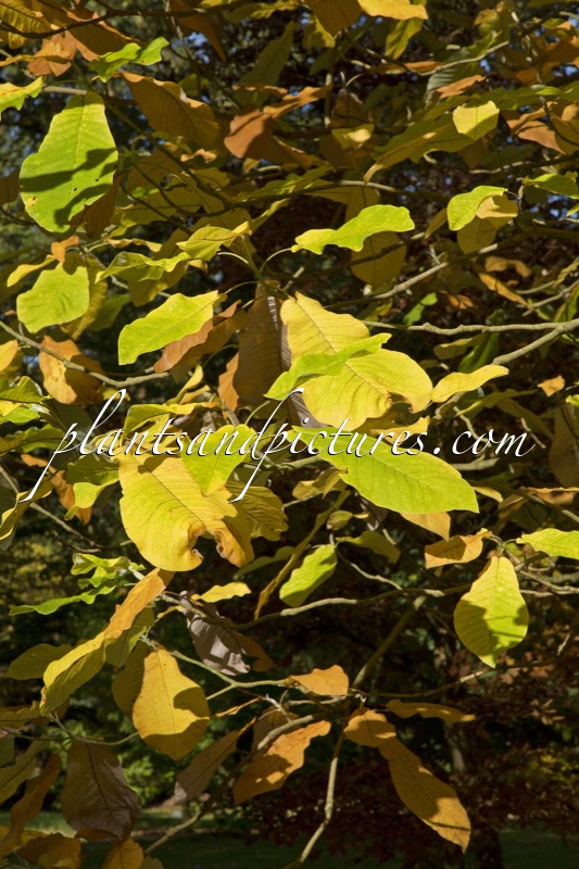 Magnolia macrophylla subsp. ashei