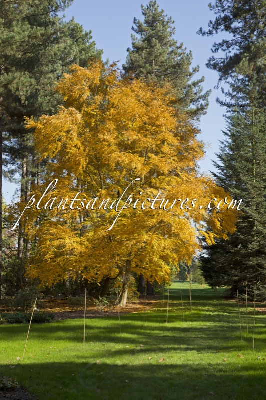 Betula lenta