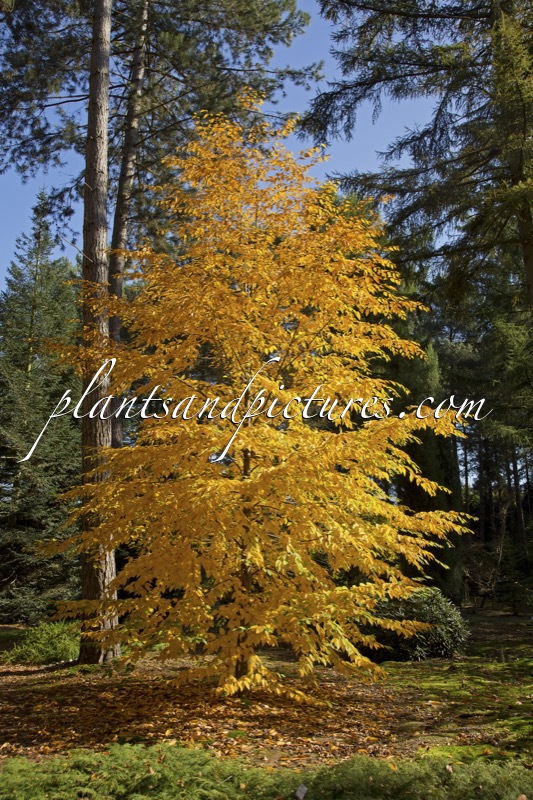 Betula lenta