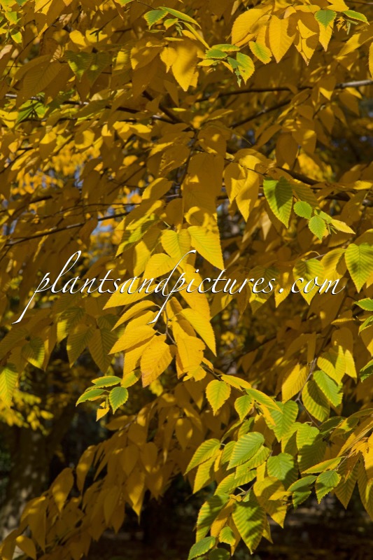 Betula lenta