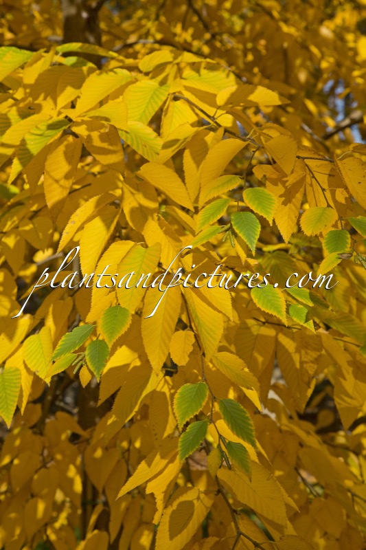 Betula lenta