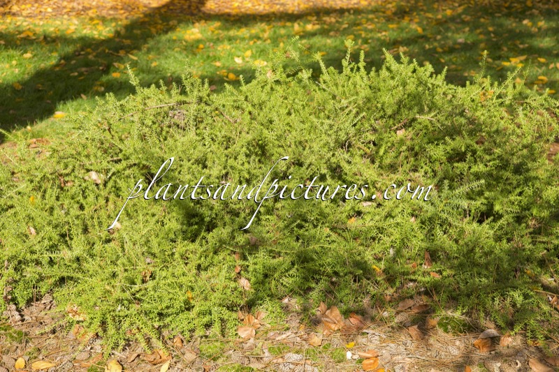 Podocarpus nivalis ‘Rockery Gem’