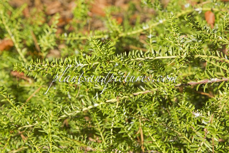 Podocarpus nivalis ‘Rockery Gem’