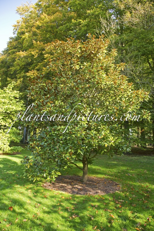 Magnolia grandiflora ‘Bracken’s Brown Beauty’
