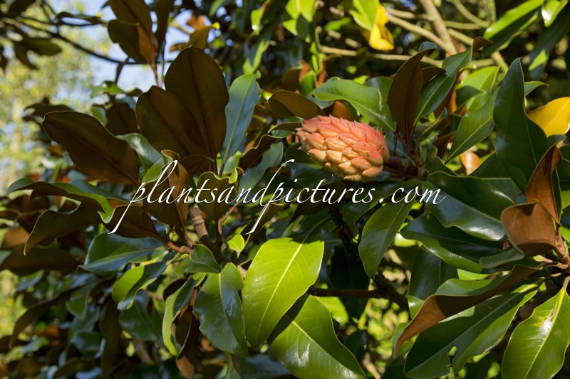 Magnolia grandiflora ‘Bracken’s Brown Beauty’