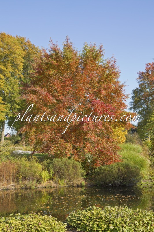 Nyssa sylvatica ‘Sheffield Park’