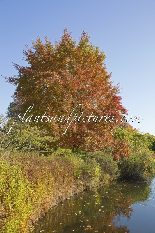 Nyssa sylvatica ‘Sheffield Park’