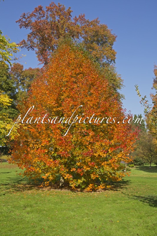 Nyssa sylvatica ‘Wisley Bonfire’