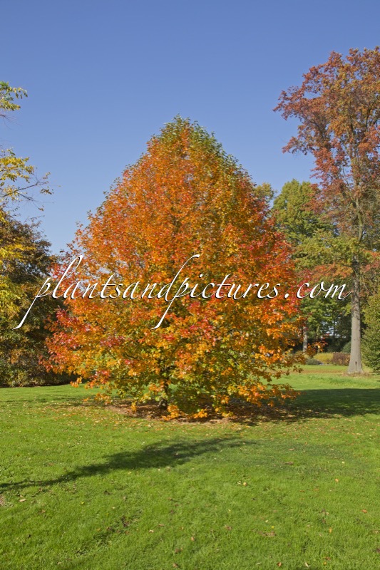 Nyssa sylvatica ‘Wisley Bonfire’