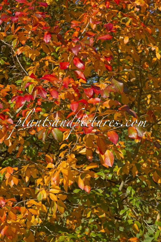 Nyssa sylvatica ‘Wisley Bonfire’