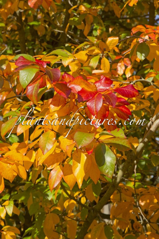 Nyssa sylvatica ‘Wisley Bonfire’