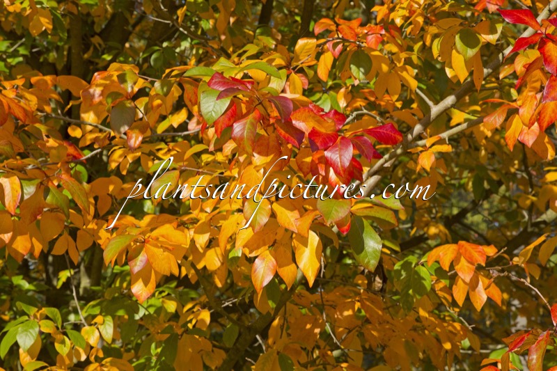 Nyssa sylvatica ‘Wisley Bonfire’