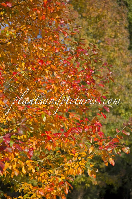 Nyssa sylvatica ‘Wisley Bonfire’